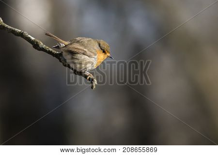 Robin Redbreast (erithacus Rubicula)