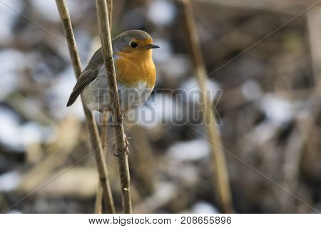 Robin Redbreast (erithacus Rubicula)