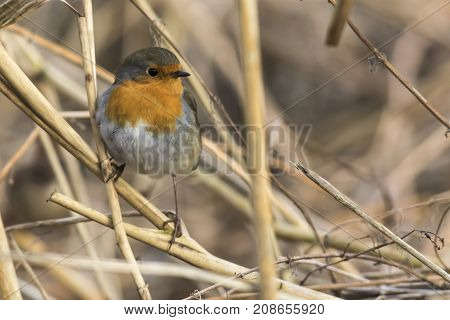 Robin Redbreast (erithacus Rubicula)