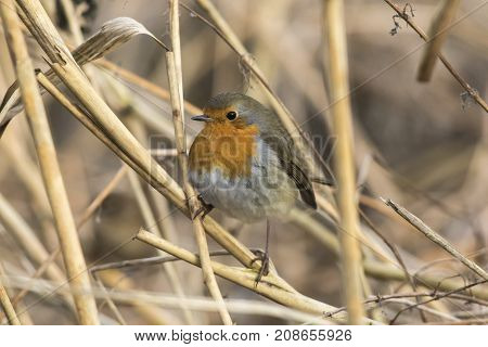 Robin Redbreast (erithacus Rubicula)