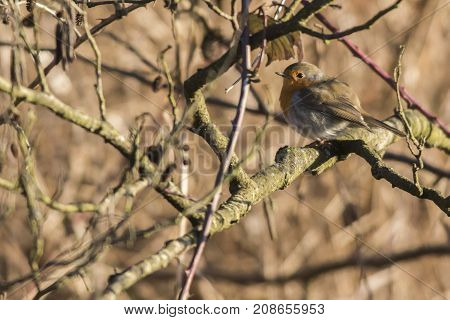 Robin Redbreast (erithacus Rubicula)
