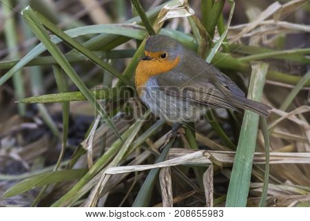 Robin Redbreast (erithacus Rubicula)