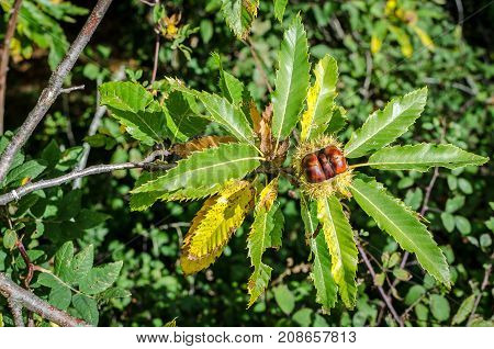three chestnuts are still in their nutshell just before breaking in an autumn forest