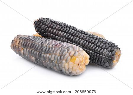 waxy corn tropical plants isolated on white background