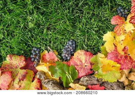 Autumn composition with vine leaves and grapes on green background of real grass