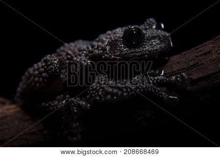 Black bug-eyed frog, isolated on black background
