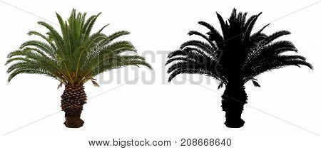 short palm tree and black alpha mask isolated on white background.