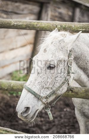 Face of a white horse in the stables close-up