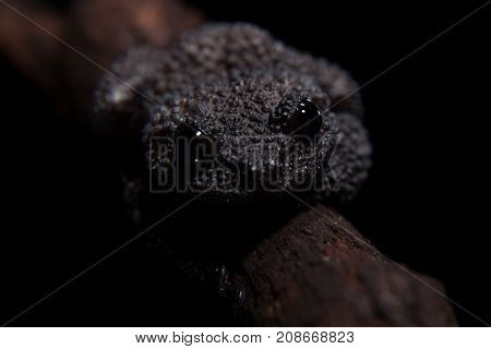 Black bug-eyed frog, isolated on black background