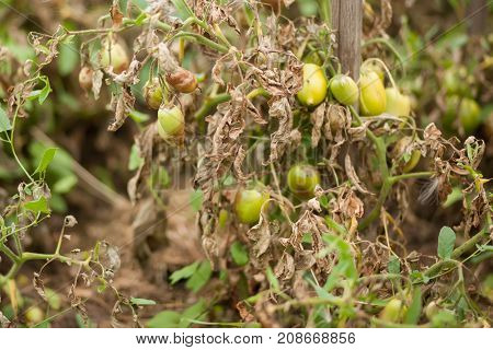 Diseases Of Tomato, Late Blight