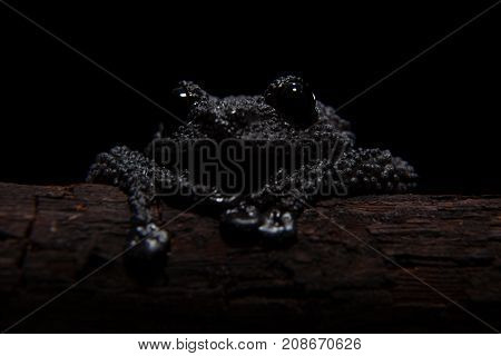 Black bug-eyed frog, isolated on black background
