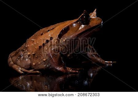 Annam spadefoot toad isolated on black background