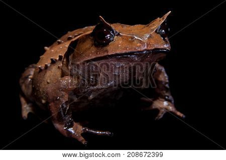 Annam spadefoot toad isolated on black background