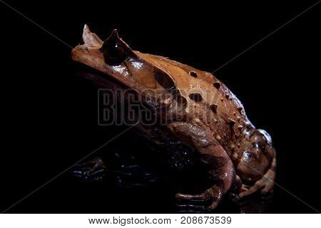 Annam spadefoot toad isolated on black background