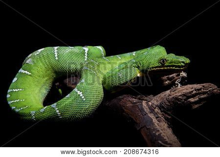 Emerald tree boa isolated on black background
