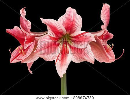 Hippeastrum Gervase Large Flowering
