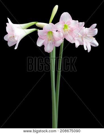 Hippeastrum Amaryllis sonatini Pink Rascal close up on black background