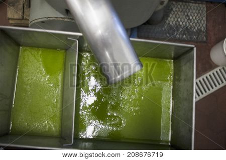 production of Mediterranean olive oil from Liguria