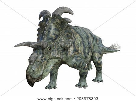3D Rendering Dinosaur Albertaceratops On White