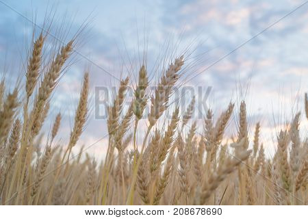 Field of weat and blue skyon the sunset