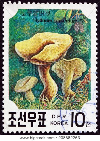 NORTH KOREA - CIRCA 1991: a stamp printed in North Korea shows Sweet Tooth Hydnum Repandum is an Edible Mushroom circa 1991