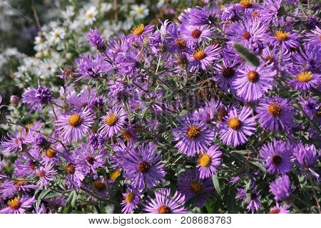 New England Aster (Symphyotrichum novae-angliae), growing in a clearing beside a country road.