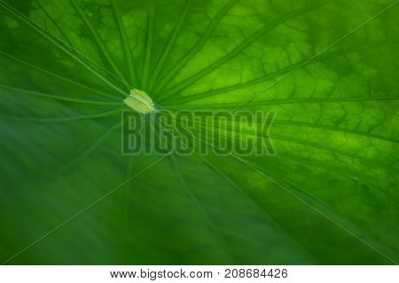 Close up lotus leaf with morning light.