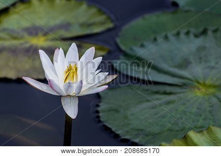beautiful lotus flower is complimented by the rich colors of the deep blue water surface.