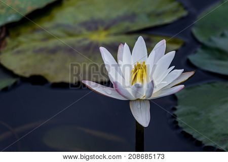 beautiful lotus flower is complimented by the rich colors of the deep blue water surface.