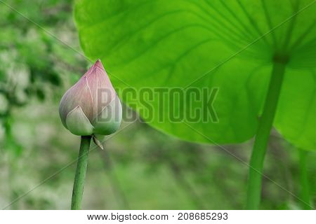 pink lotus bud on green lotus leaf.