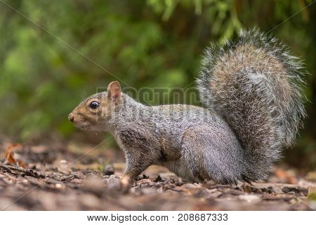 Eastern gray squirrel (Sciurus carolinensis) in profile. Rodent in the family Sciuridae foraging on woodland floor