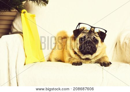 Cute Pug Dog With Glasses And Shopping Package