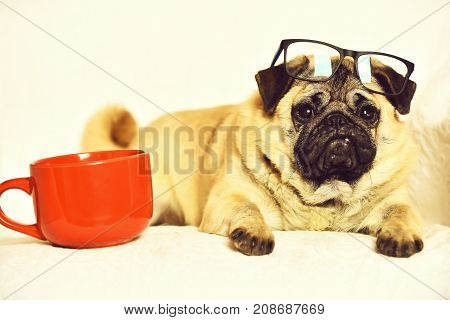 Cute Pug Dog With Red Mug