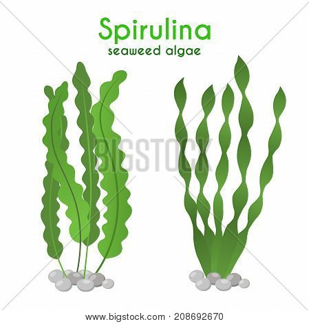 Spirulina, Algae Seaweed. Vegetarian Nutrition, Supplement. Made In Cartoon Flat Style