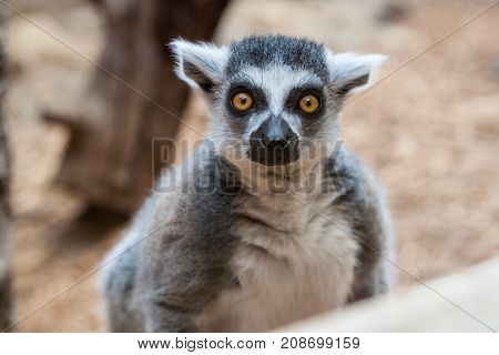 Closeup of a ring tailed captive lemur in a family zoo with emphasis on its eyes and gaze
