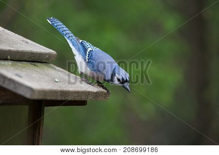 A Blue Jay Looking for Food at a Ojibway Nature Reserve in Windsor Ontario Canada