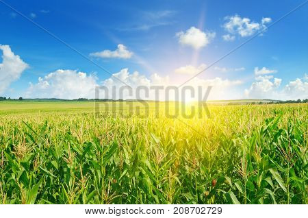 sun rise over the green corn field