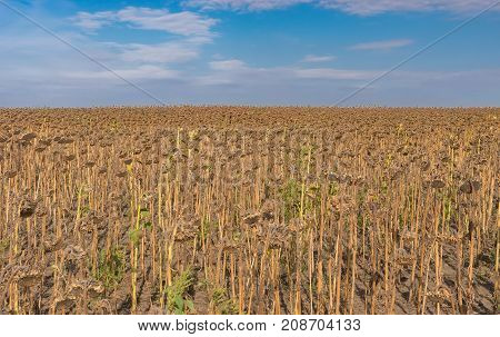 Agricultural field with ripe sunflowers against blue cloudy sky in central Ukraine