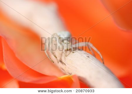 แมงมุมขาว Thomisus บนโรส Orange