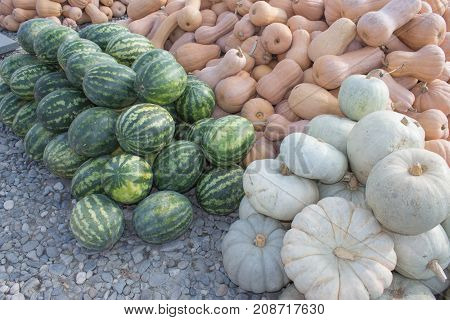 pumpkins and watermelon autumnal harvest small pumpkin texture or autumn background. Harvest of pumpkins and watermelon straight from the field