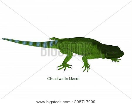 Chuckwalla Lizard Side Profile with Font 3d illustration - The Chuckwalla is a large lizard found primarily in arid regions of the southern United States and northern Mexico.
