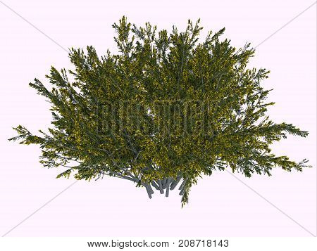 Creosote Bush 3d illustration - The creosote bush is a desert plant and survives the harsh climate with its ability to secure more water by inhibiting the growth of nearby plants.