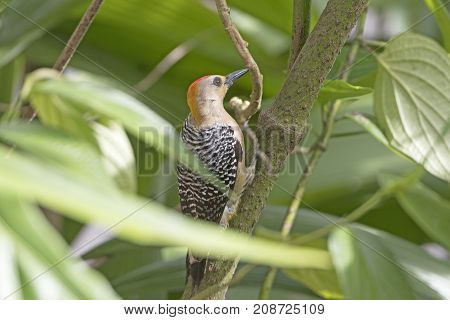 Hoffmanns Woodpecker in the Trees near Arenal Volcano National Park in Costa Rica