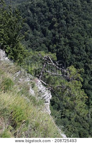 dried rock trunk on Orlinye Rocks, Sochi, Krasnodar Territory