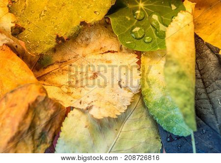 Water Droplets On Assorted Leafs Autumn Foliage