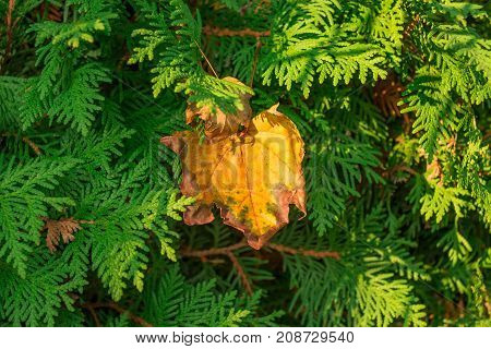Single yellow leaf stuck on Evergreen in September
