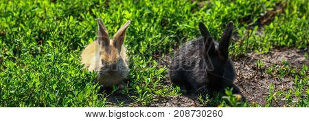 black and red little funny rabbit with long ears in the manger