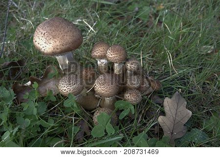 Fungi, little mushrooms cluster with green clower a fallen leaf and grass behind
