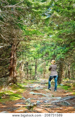 Fairy Tale spruce pine tree forest in West Virginia during autumn with one young woman standing on sunny day