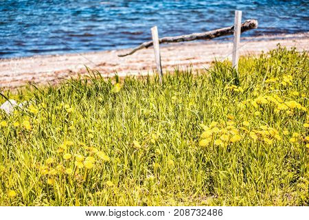 Field Of Yellow Dandelion Flowers By Wooden Fence Along Saint Lawrence River In Cap-chat, Quebec, Ca